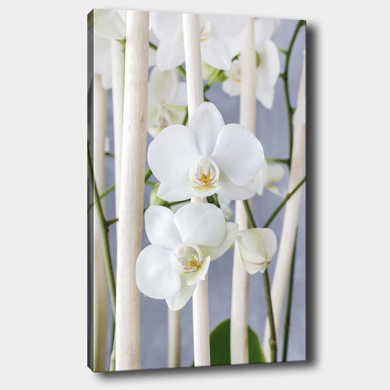 Lerretsbilde 70x100 cm - Elegant komposisjon av hvite orkideer som vokser mellom lyse stilker, Hvit / Grønn