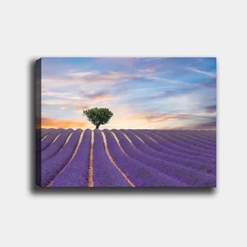 Lerretsbilde 70x100 cm - En ensom trekrone står stolt over et lavendelfelt i myke, bølgete rader under en fargerik himmel - Lilla / Grønn / Gul - Interiør - Maleri & posters - Lerretsbilder