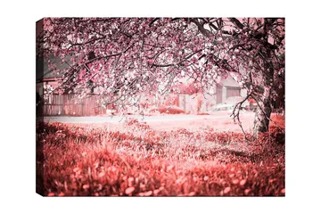 Lerretsbilde 70x100 cm - Et blomstrende kirsebærtre i romantiske og drømmeaktige omgivelser - Rosa / Grå - Interiør - Maleri & posters - Lerretsbilder