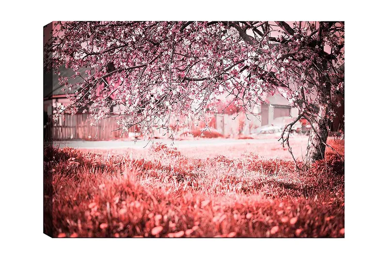 Lerretsbilde 70x100 cm - Et blomstrende kirsebærtre i romantiske og drømmeaktige omgivelser, Rosa / Grå