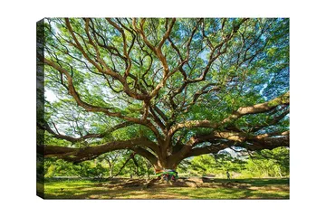 Lerretsbilde 70x100 cm - Et stort og majestetisk tre med spredte grener og frodig grøntområde - Grønn / Brun - Interiør - Maleri & posters - Lerretsbilder