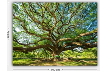 Lerretsbilde 70x100 cm - Et stort og majestetisk tre med spredte grener og frodig grøntområde - Grønn / Brun - Interiør - Maleri & posters - Lerretsbilder
