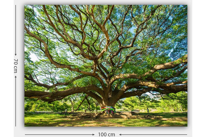 Lerretsbilde 70x100 cm - Et stort og majestetisk tre med spredte grener og frodig grøntområde - Grønn / Brun - Interiør - Maleri & posters - Lerretsbilder