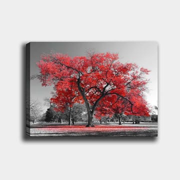 Lerretsbilde 70x100 cm - Et stort rødt tre i et svart-hvitt parklandskap - Rød / Svart - Interiør - Maleri & posters - Lerretsbilder