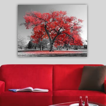 Lerretsbilde 70x100 cm - Et stort rødt tre i et svart-hvitt parklandskap - Rød / Svart - Interiør - Maleri & posters - Lerretsbilder