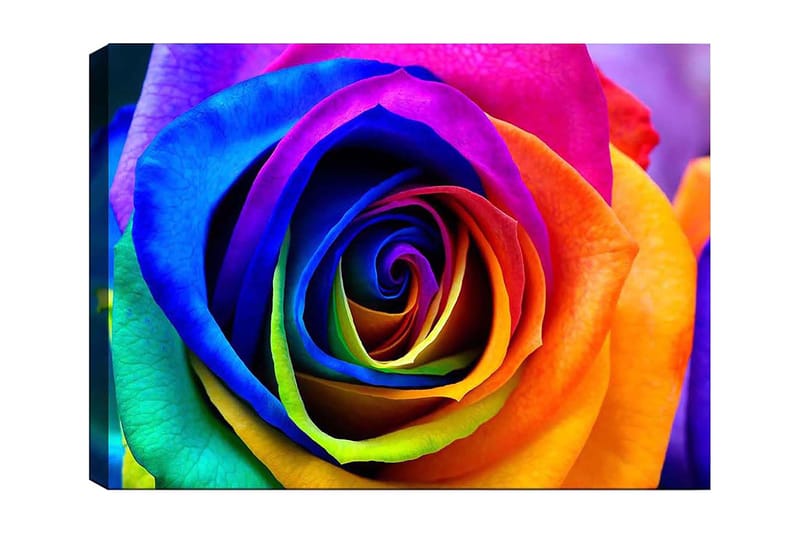 Lerretsbilde 70x100 cm - Fargerik rose med spiraler i regnbuens farger, Blå / Lilla / Oransje