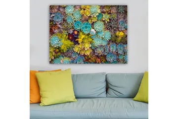 Lerretsbilde 70x100 cm - Fargerik samling av forskjellige sukkulenter i varierende former og nyanser - Turkis / Grønn / Gul - Interiør - Maleri & posters - Lerretsbilder