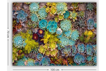 Lerretsbilde 70x100 cm - Fargerik samling av forskjellige sukkulenter i varierende former og nyanser - Turkis / Grønn / Gul - Interiør - Maleri & posters - Lerretsbilder
