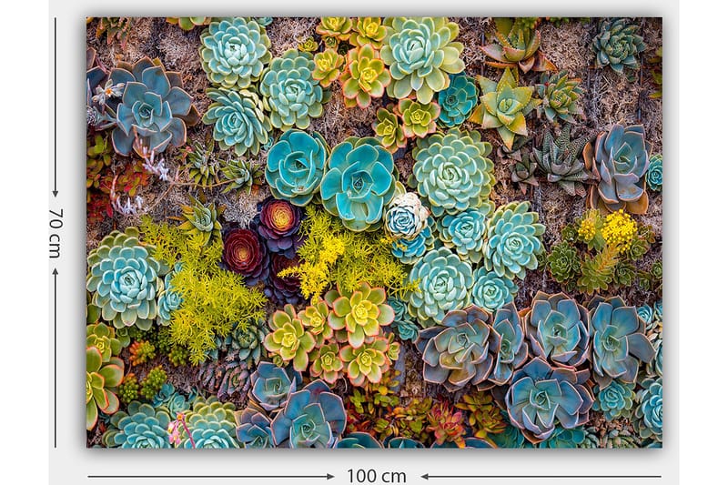Lerretsbilde 70x100 cm - Fargerik samling av forskjellige sukkulenter i varierende former og nyanser - Turkis / Grønn / Gul - Interiør - Maleri & posters - Lerretsbilder