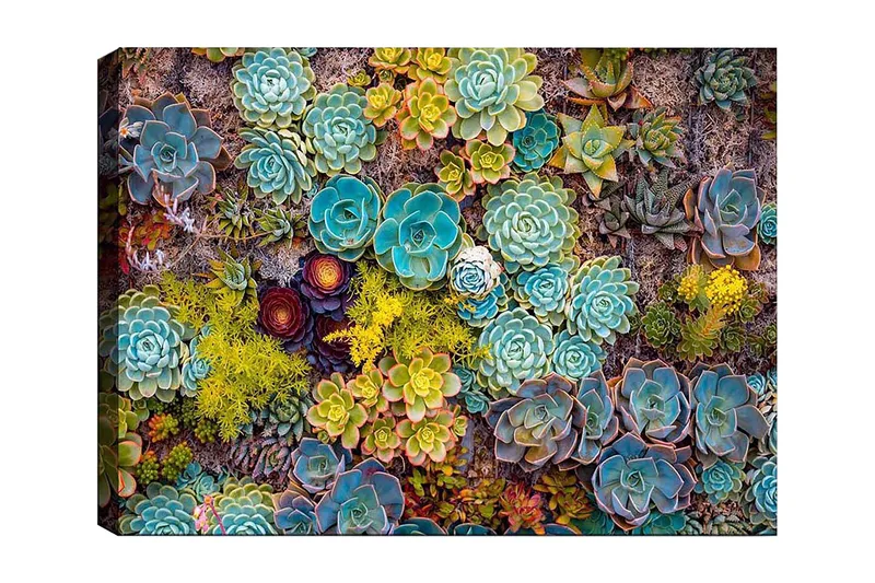 Lerretsbilde 70x100 cm - Fargerik samling av forskjellige sukkulenter i varierende former og nyanser, Turkis / Grønn / Gul