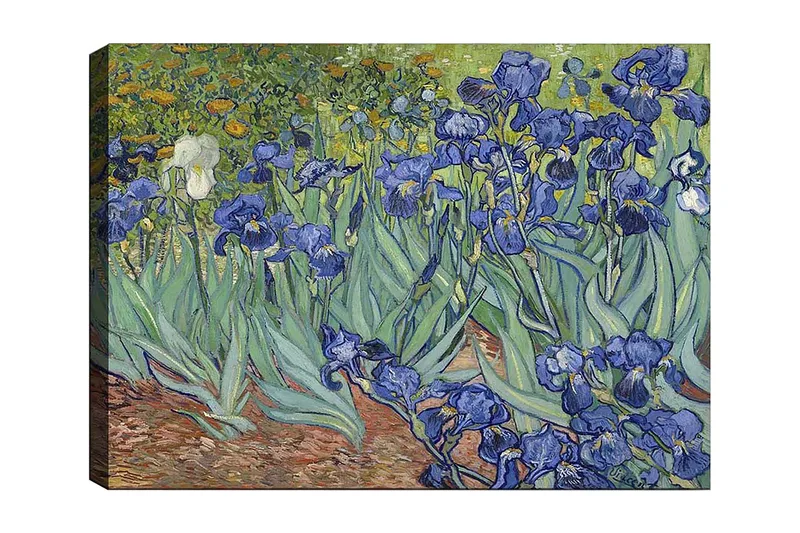 Lerretsbilde 70x100 cm - Fargerik samling av irisblomster i forskjellige blånyanser, Blå / Grønn / Hvit