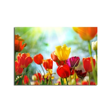 Lerretsbilde 70x100 cm - Fargerik samling av tulipaner i forskjellige nyanser som blomstrer i lyset - Rød / Gul / Lilla - Interiør - Maleri & posters - Lerretsbilder