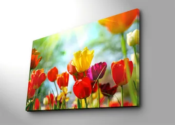 Lerretsbilde 70x100 cm - Fargerik samling av tulipaner i forskjellige nyanser som blomstrer i lyset - Rød / Gul / Lilla - Interiør - Maleri & posters - Lerretsbilder