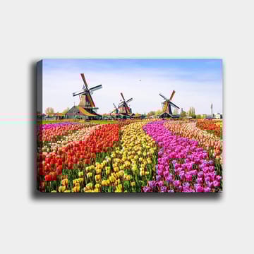 Lerretsbilde 70x100 cm - Fargerik tulipanåker med vindmølle i bakgrunnen - Rød / Gul / Rosa - Interiør - Maleri & posters - Lerretsbilder