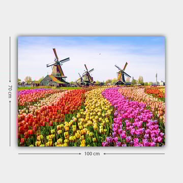 Lerretsbilde 70x100 cm - Fargerik tulipanåker med vindmølle i bakgrunnen - Rød / Gul / Rosa - Interiør - Maleri & posters - Lerretsbilder