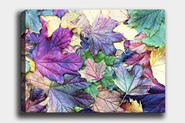 Lerretsbilde 70x100 cm - Fargerike høstblader i en harmonisk komposisjon - Lilla / Grønn / Gul - Interiør - Maleri & posters - Lerretsbilder