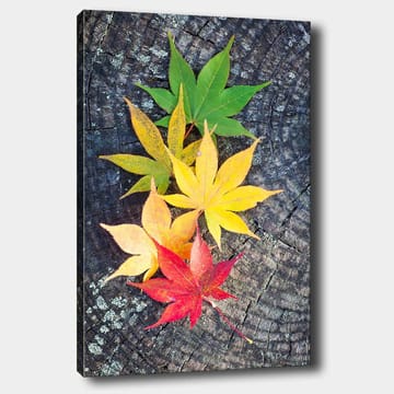 Lerretsbilde 70x100 cm - Fargerike høstblader i forskjellige nyanser på en treflate - Grønn / Gul / Rød - Interiør - Maleri & posters - Lerretsbilder
