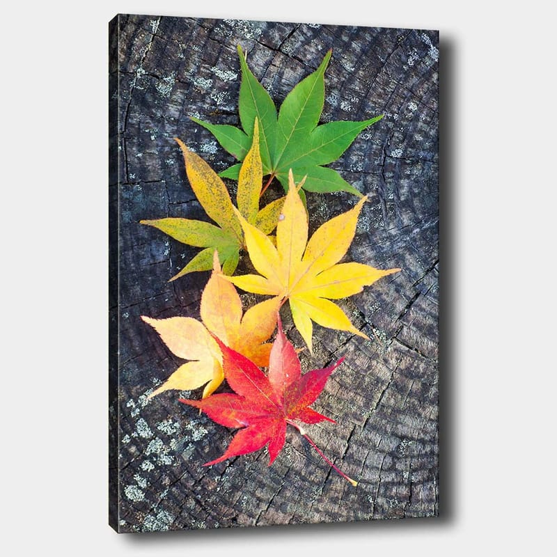 Lerretsbilde 70x100 cm - Fargerike høstblader i forskjellige nyanser på en treflate - Grønn / Gul / Rød - Interiør - Maleri & posters - Lerretsbilder