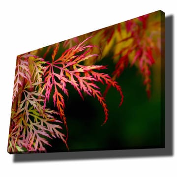 Lerretsbilde 70x100 cm - Fargerike lønneblader i forskjellige nyanser av rødt og rosa - Rød / Rosa / Grønn - Interiør - Maleri & posters - Lerretsbilder