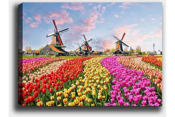 Lerretsbilde 70x100 cm - Fargerike tulipanåkre med vindmøller i bakgrunnen - Rød / Rosa / Gul - Interiør - Maleri & posters - Lerretsbilder