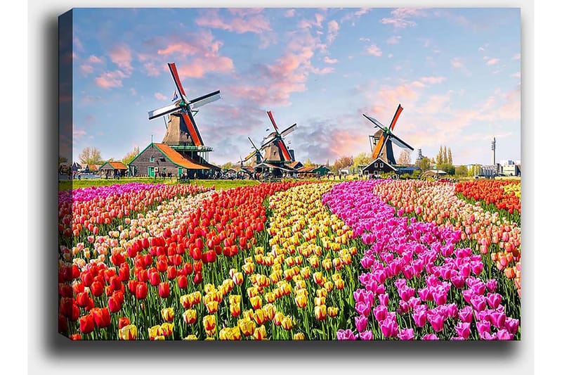 Lerretsbilde 70x100 cm - Fargerike tulipanåkre med vindmøller i bakgrunnen - Rød / Rosa / Gul - Interiør - Maleri & posters - Lerretsbilder