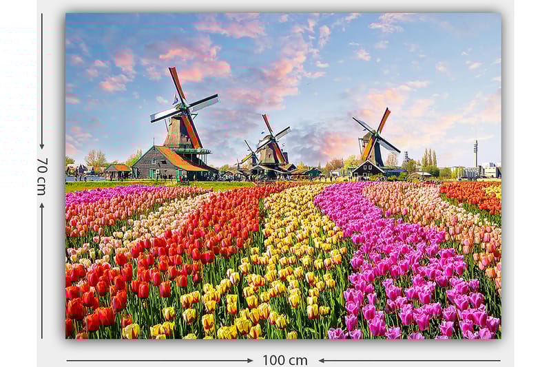 Lerretsbilde 70x100 cm - Fargerike tulipanåkre med vindmøller i bakgrunnen - Rød / Rosa / Gul - Interiør - Maleri & posters - Lerretsbilder