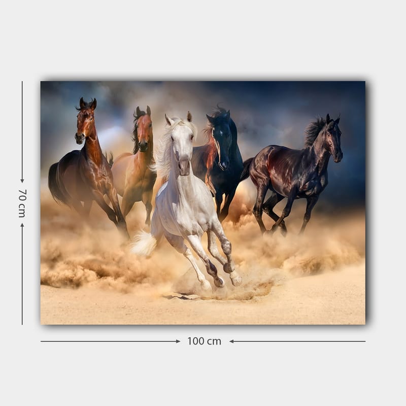 Lerretsbilde 70x100 cm - Fem hester i full galopp gjennom sand og støv - Hvit / Brun / Svart - Interiør - Maleri & posters - Lerretsbilder