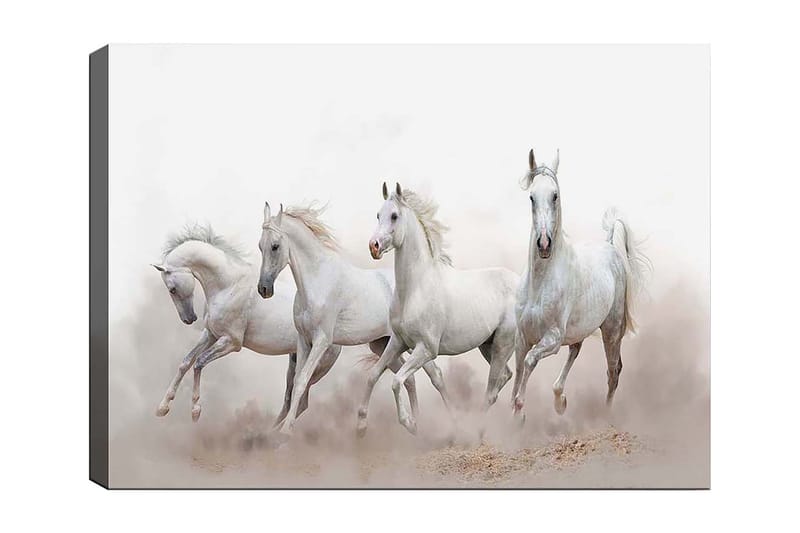 Lerretsbilde 70x100 cm - Fire hvite hester galopperer fremover i tåkete omgivelser, Hvit / Lys grå