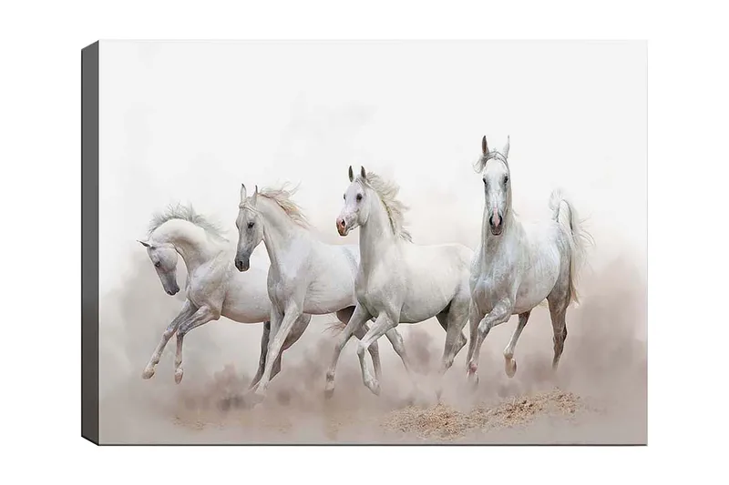 Lerretsbilde 70x100 cm - Fire hvite hester galopperer fremover i tåkete omgivelser, Hvit / Lys grå