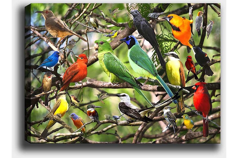 Lerretsbilde 70x100 cm - Flere fargerike fugler som sitter på grener i et livlig naturmiljø - Grønn / Rød / Blå - Interiør - Maleri & posters - Lerretsbilder