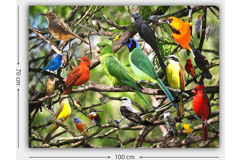 Lerretsbilde 70x100 cm - Flere fargerike fugler som sitter på grener i et livlig naturmiljø - Grønn / Rød / Blå - Interiør - Maleri & posters - Lerretsbilder