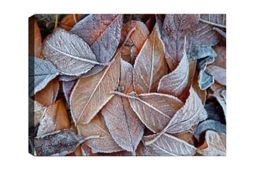 Lerretsbilde 70x100 cm - Frosne blader i høstfarger - Oransje / Grå / Hvit - Interiør - Maleri & posters - Lerretsbilder