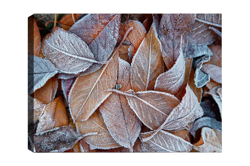 Lerretsbilde 70x100 cm - Frosne blader i høstfarger, Oransje / Grå / Hvit