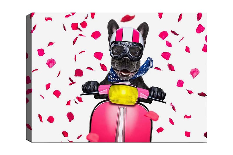 Lerretsbilde 70x100 cm - Glad fransk bulldog som kjører en rosa scooter med blomster som faller rundt, Rosa / Svart / Gul