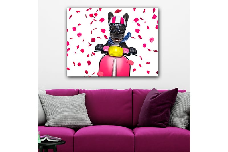 Lerretsbilde 70x100 cm - Glad fransk bulldog som kjører en rosa scooter med blomster som faller rundt - Rosa / Svart / Gul - Interiør - Maleri & posters - Lerretsbilder