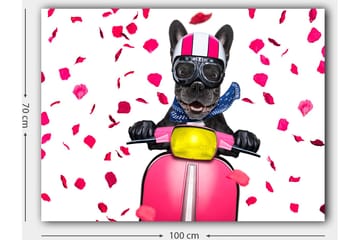 Lerretsbilde 70x100 cm - Glad fransk bulldog som kjører en rosa scooter med blomster som faller rundt - Rosa / Svart / Gul - Interiør - Maleri & posters - Lerretsbilder