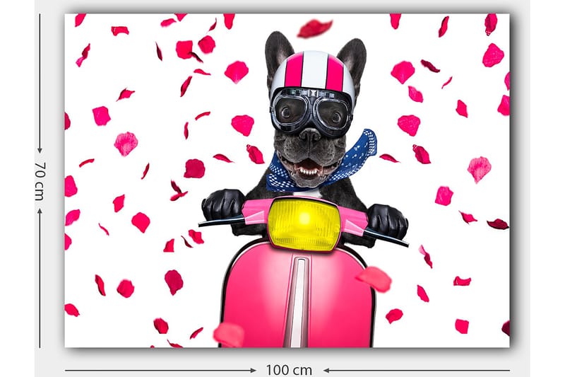Lerretsbilde 70x100 cm - Glad fransk bulldog som kjører en rosa scooter med blomster som faller rundt - Rosa / Svart / Gul - Interiør - Maleri & posters - Lerretsbilder