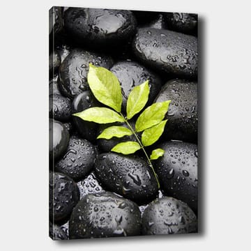 Lerretsbilde 70x100 cm - Grønn kvist som vokser ut av en samling svarte steiner - Svart / Grønn - Interiør - Maleri & posters - Lerretsbilder