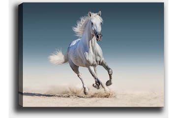 Lerretsbilde 70x100 cm - Hvit hest galopperer gjennom et sandete miljø - Hvit / Beige / Lys blå - Interiør - Maleri & posters - Lerretsbilder