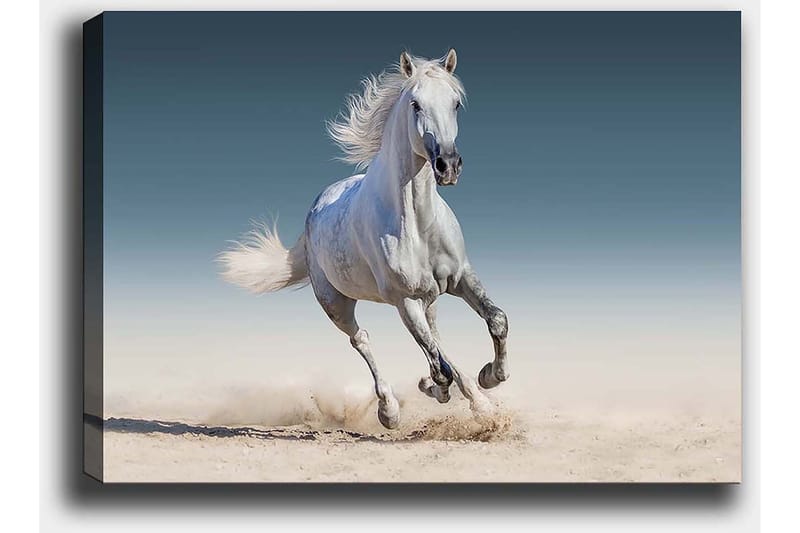 Lerretsbilde 70x100 cm - Hvit hest galopperer gjennom et sandete miljø - Hvit / Beige / Lys blå - Interiør - Maleri & posters - Lerretsbilder