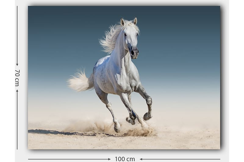 Lerretsbilde 70x100 cm - Hvit hest galopperer gjennom et sandete miljø - Hvit / Beige / Lys blå - Interiør - Maleri & posters - Lerretsbilder