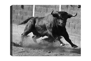 Lerretsbilde 70x100 cm - Kraftig okse i bevegelse, fanget i et øyeblikk av intensitet og styrke - Svart / Grå - Interiør - Maleri & posters - Lerretsbilder