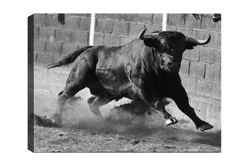 Lerretsbilde 70x100 cm - Kraftig okse i bevegelse, fanget i et øyeblikk av intensitet og styrke - Svart / Grå - Interiør - Maleri & posters - Lerretsbilder