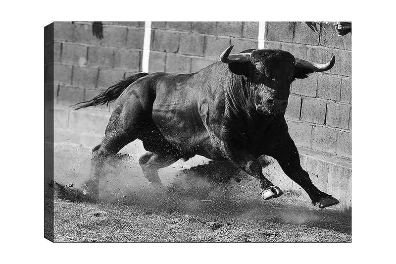 Lerretsbilde 70x100 cm - Kraftig okse i bevegelse, fanget i et øyeblikk av intensitet og styrke, Svart / Grå