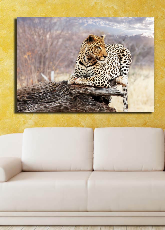 Lerretsbilde 70x100 cm - Leopard hviler på en trestamme i et naturlig miljø - Gull / Svart / Brun - Interiør - Maleri & posters - Lerretsbilder