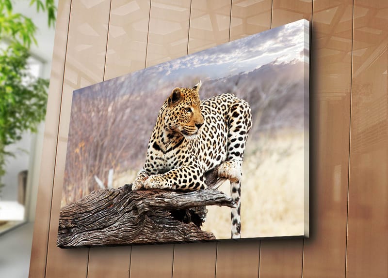 Lerretsbilde 70x100 cm - Leopard hviler på en trestamme i et naturlig miljø - Gull / Svart / Brun - Interiør - Maleri & posters - Lerretsbilder