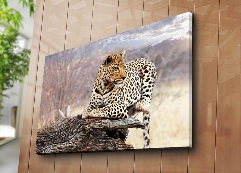 Lerretsbilde 70x100 cm - Leopard hviler på en trestamme i et naturlig miljø - Gull / Svart / Brun - Interiør - Maleri & posters - Lerretsbilder