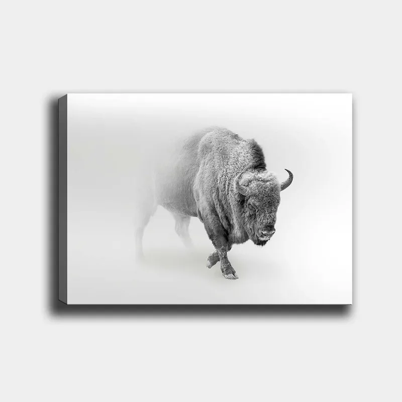 Lerretsbilde 70x100 cm - Majestetisk bison som går gjennom tåke, Grå / Hvit
