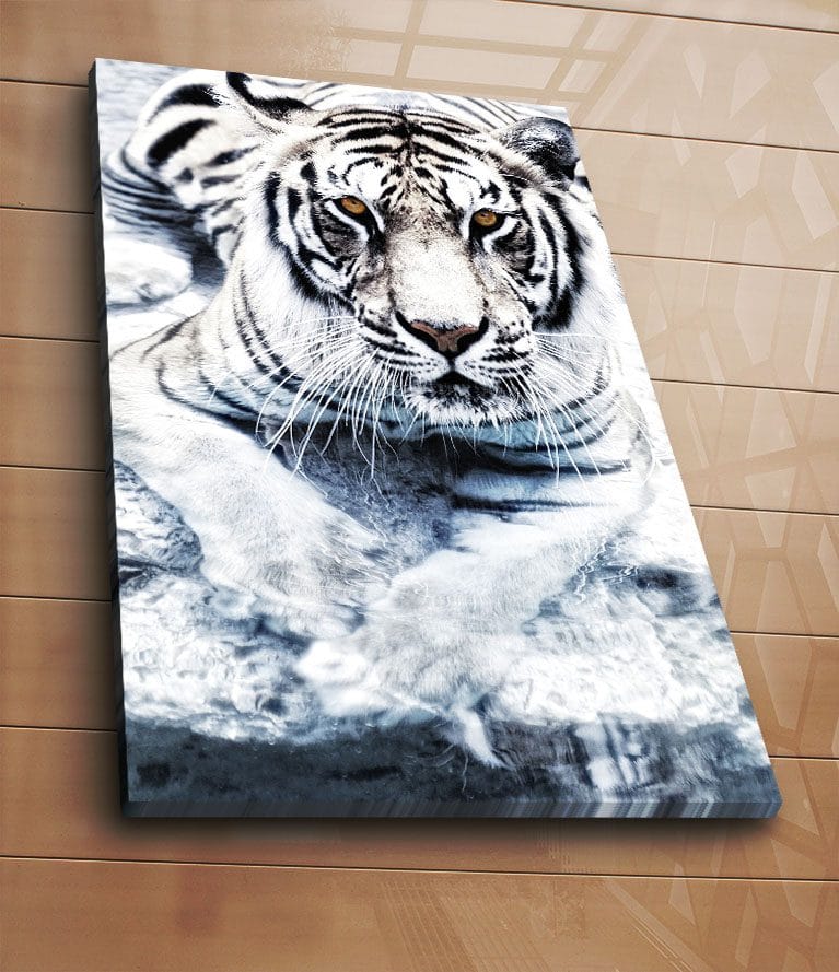 Lerretsbilde 70x100 cm - Majestetisk hvit tiger som ligger i vannet - Hvit / Svart / Grå - Interiør - Maleri & posters - Lerretsbilder