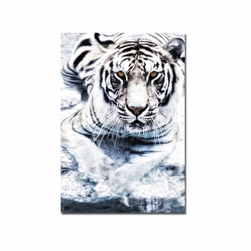 Lerretsbilde 70x100 cm - Majestetisk hvit tiger som ligger i vannet - Hvit / Svart / Grå - Interiør - Maleri & posters - Lerretsbilder